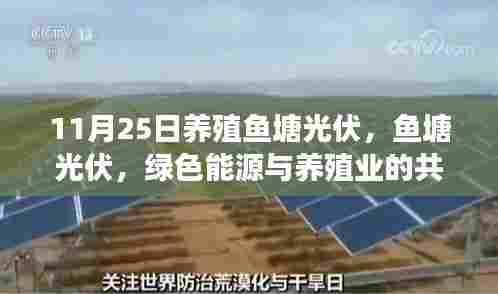 11月25日养殖鱼塘光伏革新纪事,绿色能源与养殖业的和谐共舞