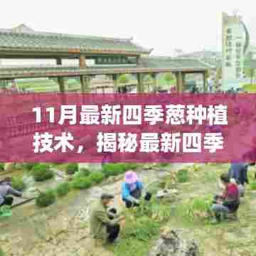 揭秘最新四季葱种植技术,11月种植要点与四季葱培育指南