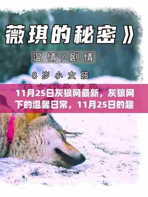 灰狼网下的温馨日常,趣事连连的情感纽带记录(11月25日)