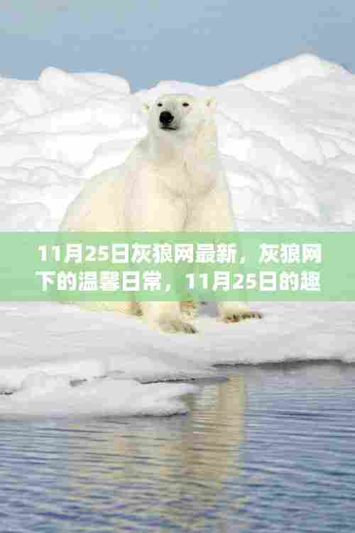 灰狼网下的温馨日常,趣事连连的情感纽带记录(11月25日)