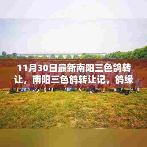 南阳三色鸽转让记,鸽缘、友情与家的温暖传递