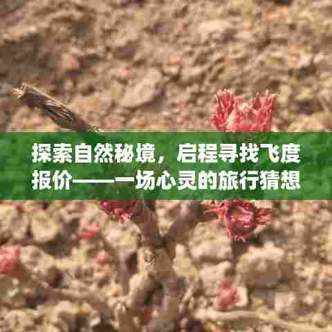 启程探索自然秘境,飞度报价与心灵旅行猜想