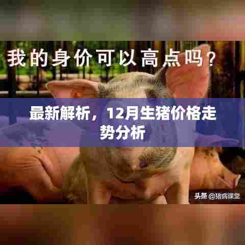 最新解析,12月生猪价格走势预测报告