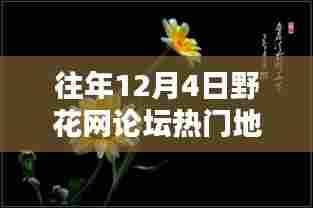往年12月4日野花网论坛热议背后的透视与反思