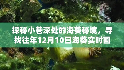 探秘小巷深处的海葵秘境,独特下载体验,寻找往年海葵实时画面视频