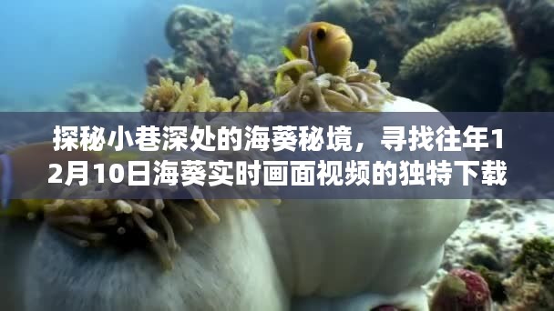 探秘小巷深处的海葵秘境,独特下载体验,寻找往年海葵实时画面视频
