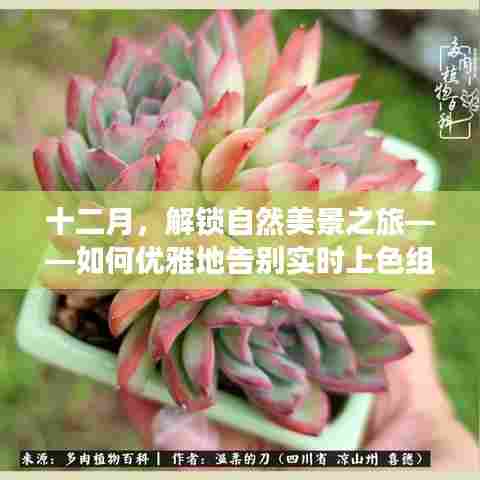 十二月自然美景之旅,优雅告别实时上色,寻找内心平和宁静的旅程