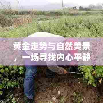 黄金之旅,探寻自然美景与黄金走势的内心平静之路