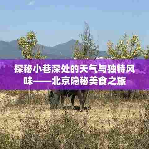 北京小巷深处的天气与美食探秘，隐秘美食之旅