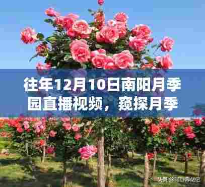 窥探月季魅力,南阳月季园直播回顾与数字时代的文化传播