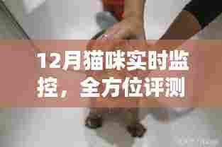 全方位评测与介绍,12月猫咪实时监控