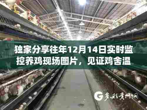 独家实拍,鸡舍成长见证,温馨养鸡现场图片分享(12月14日实时监控)