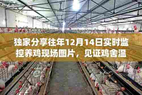 独家实拍,鸡舍成长见证,温馨养鸡现场图片分享(12月14日实时监控)