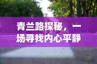 青兰路探秘之旅,寻找内心平静的旅程