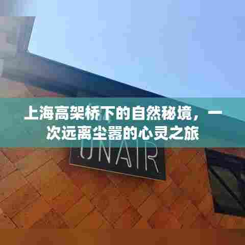 上海高架桥下隐秘的自然秘境,心灵逃离喧嚣之旅