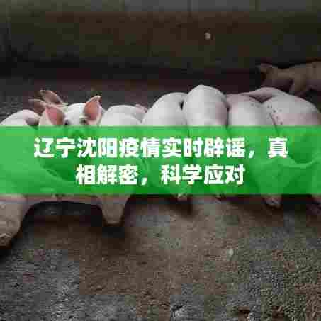 辽宁沈阳疫情真相解密,实时辟谣与科学应对