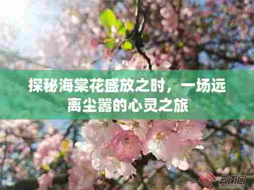 海棠花的心灵之旅，盛放之时的宁静探寻
