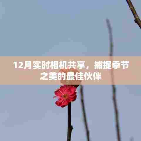 实时共享相机,捕捉冬季美景的绝佳伴侣