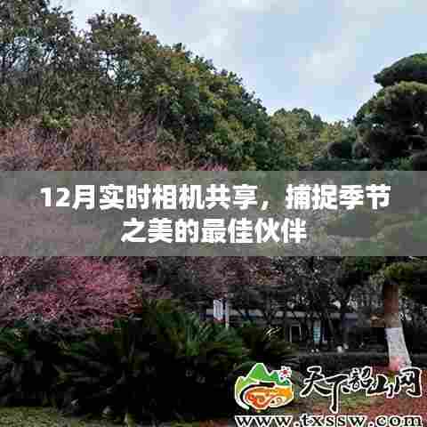 实时共享相机,捕捉冬季美景的绝佳伴侣