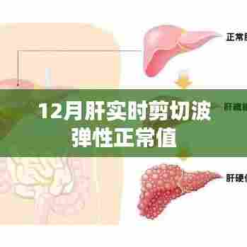 肝脏实时剪切波弹性正常值解析