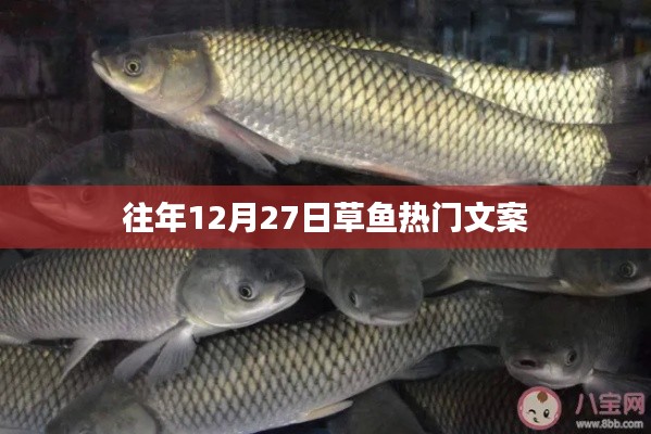 草鱼盛宴，历年12月27日热门文案大盘点