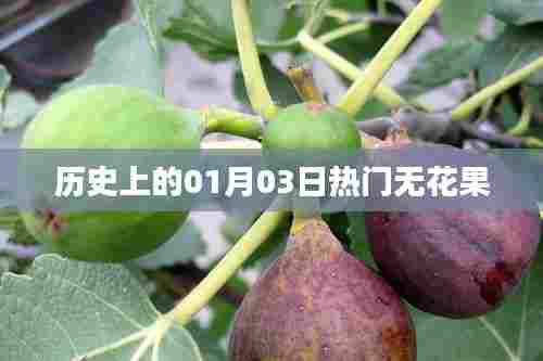 历史上的热门无花果事件，一月三日回顾