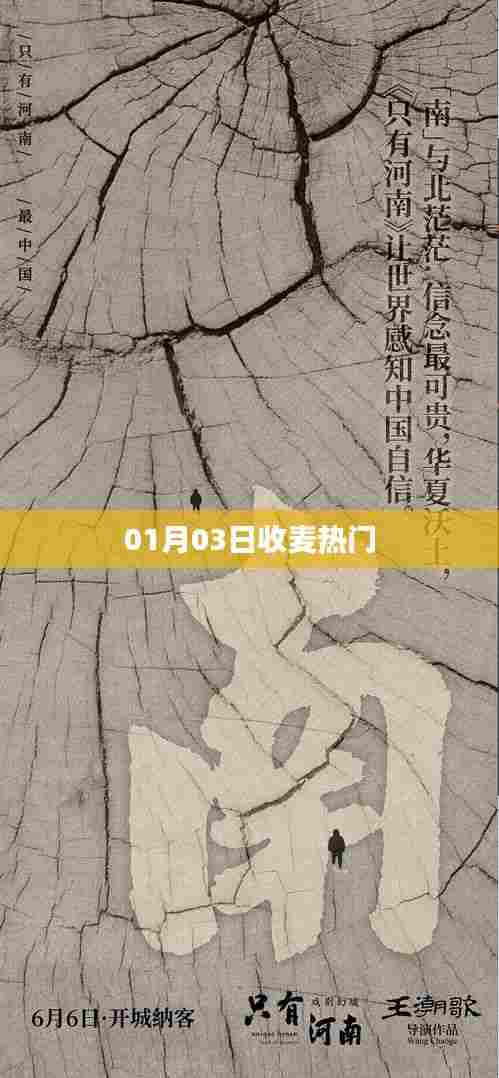 收麦热门盛况，一探究竟！