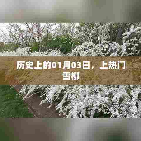 历史上的大事件，雪柳登上热门日 01月03日