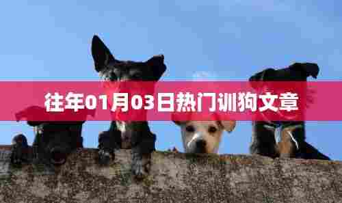精选热门驯狗文章,从入门到进阶的秘籍