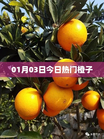 橙子热潮,最新热门橙子资讯一网打尽!