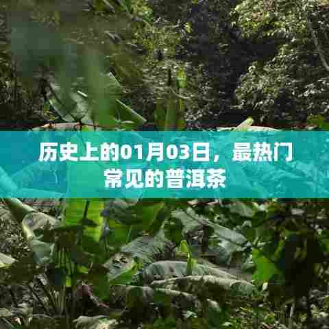 普洱茶的历史,一月三日热门回顾