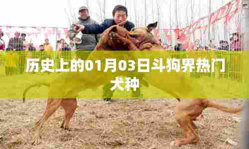 历史上的斗狗界热门犬种变迁,一月三日回顾