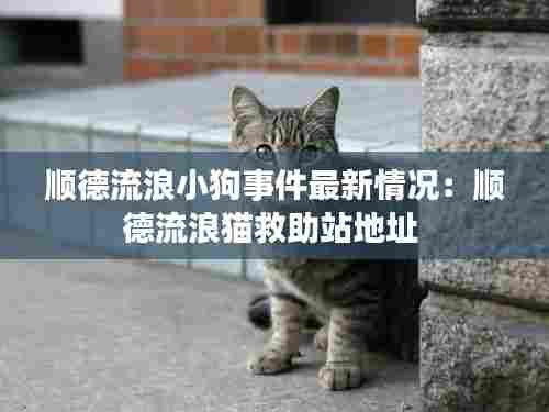 顺德流浪小狗事件最新情况：顺德流浪猫救助站地址 
