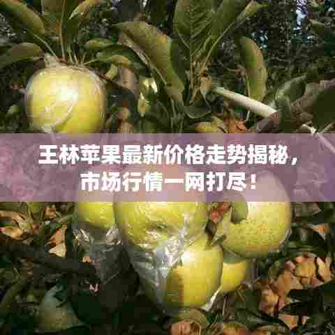 王林苹果最新价格走势揭秘，市场行情一网打尽！