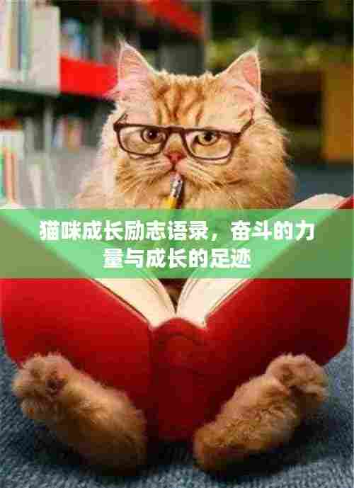 猫咪成长励志语录，奋斗的力量与成长的足迹