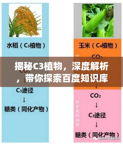 揭秘C3植物，深度解析，带你探索百度知识库！
