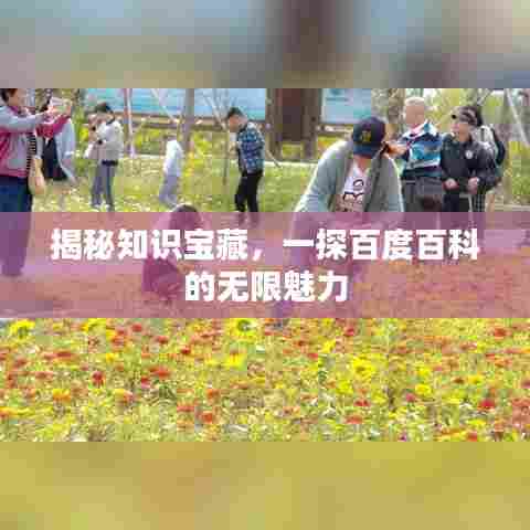 揭秘知识宝藏,一探百度百科的无限魅力
