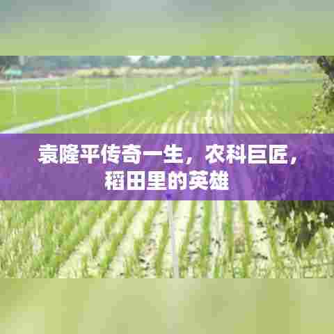 袁隆平传奇一生，农科巨匠，稻田里的英雄